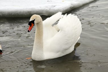 Swan . clipart