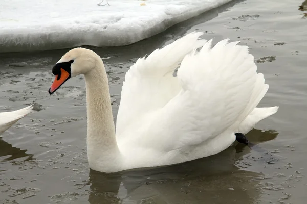 Swan . — Stock Photo, Image