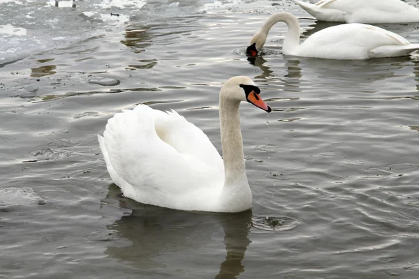 Swan . — Stock Photo, Image