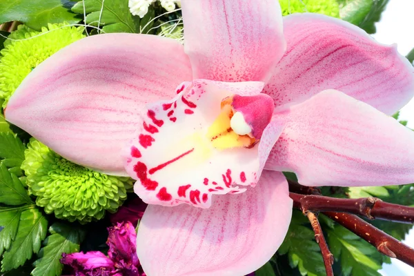 Orchidee Rechtenvrije Stockafbeeldingen
