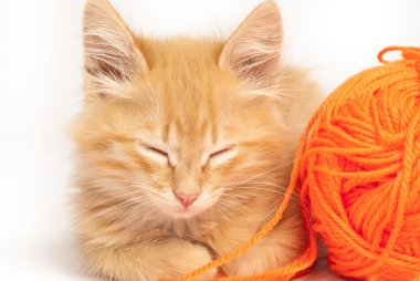 Cute red kitten clipart