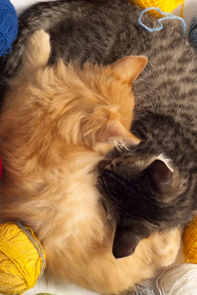 Δύο γατάκια υπνηλία — Φωτογραφία Αρχείου