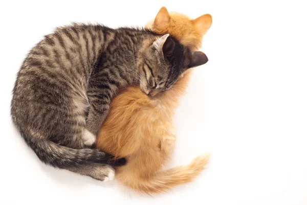 Két álmos cica — Stock Fotó