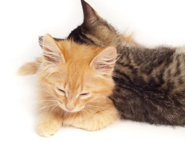 Два сонных котенка — стоковое фото