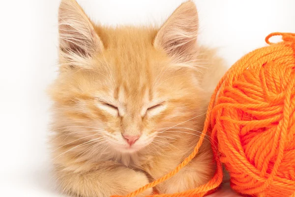 Cute red kitten — Stock Photo, Image