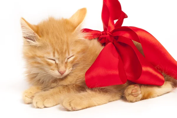 stock image Red kitten with red ribbon