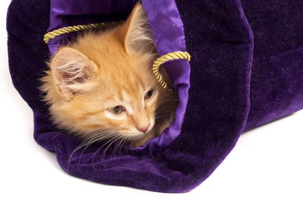 Red kitten in magic hat — Stock Photo, Image