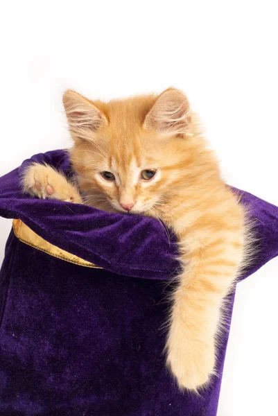 Vörös cica mágikus kalapban — Stock Fotó