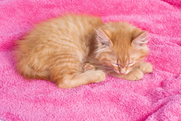 Красный котёнок на розовом полотенце — стоковое фото