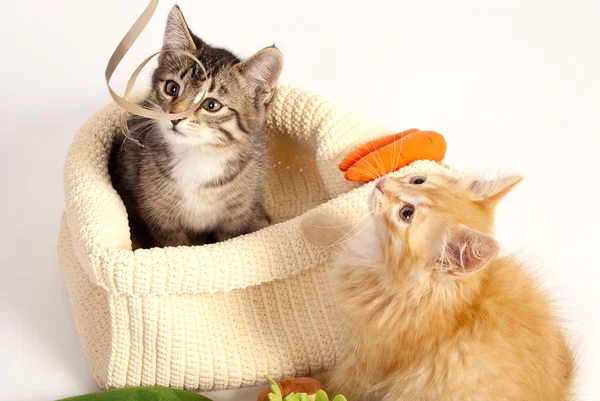 Två söta lekfulla kattungar — Stockfoto