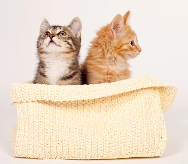 Δύο χαριτωμένα γατάκια — Φωτογραφία Αρχείου