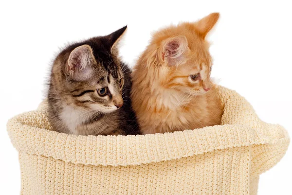 Дві милі Кошенята — стокове фото