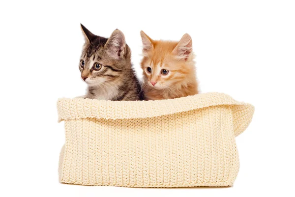 Два милых котенка — стоковое фото