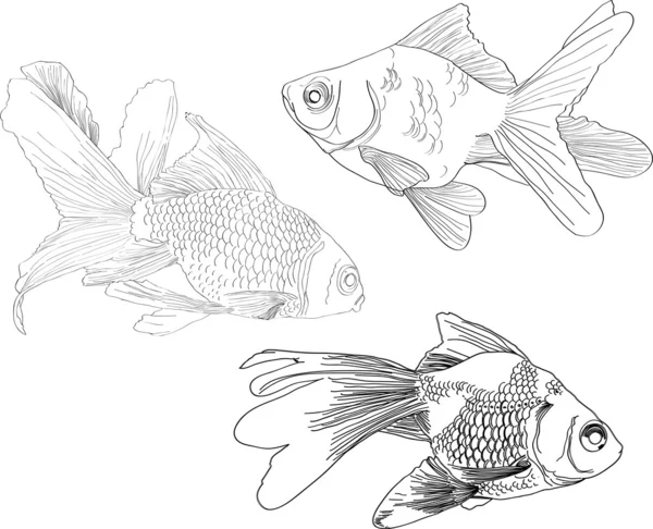 El çizimi altın balıklar — Stok Vektör