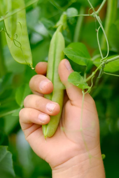 stock image Pea Grasp