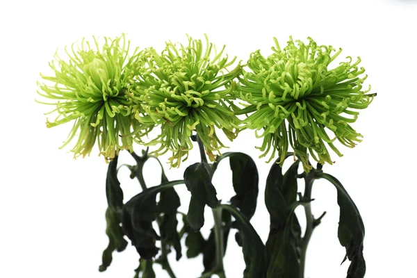 Three beautiful green chrysanthemums — Stock Photo, Image