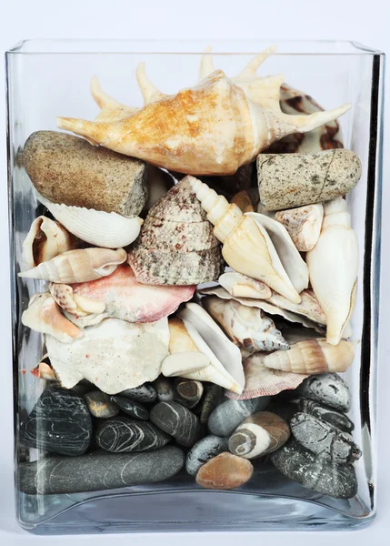 Aquarium with shells, stones and gravel — Stock Photo, Image