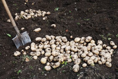 patates ve bir kürek bahçede yere