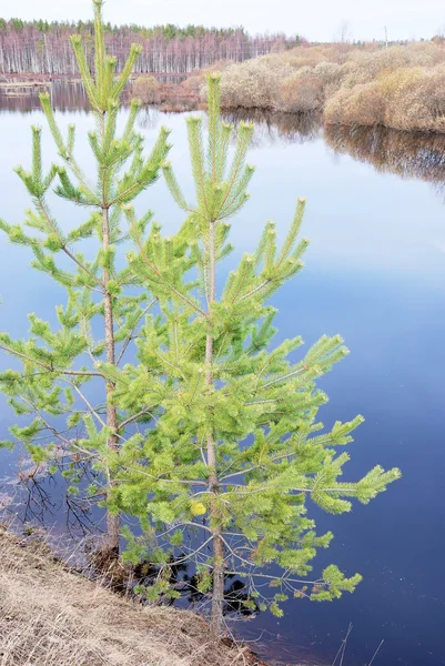 Dos pinos en la empinada orilla del lago —  Fotos de Stock