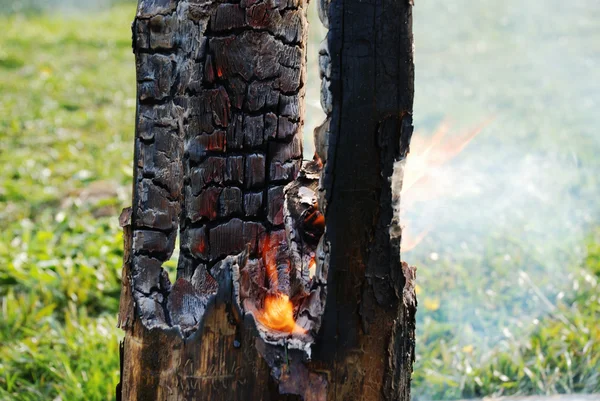 Багажник тлеющего дерева сгорел в середине — стоковое фото