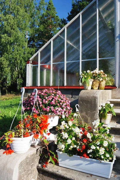 Flowers in pots next to a greenhouse — Stock Photo, Image