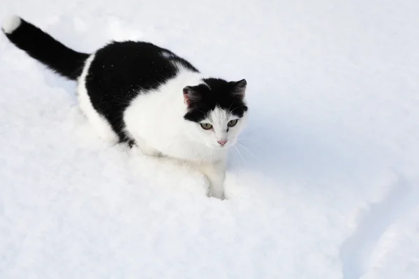 Lite svart och vit katt sitter i snön — Stockfoto