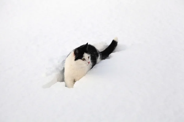 Pequeno gato preto e branco sentado na neve — Fotografia de Stock