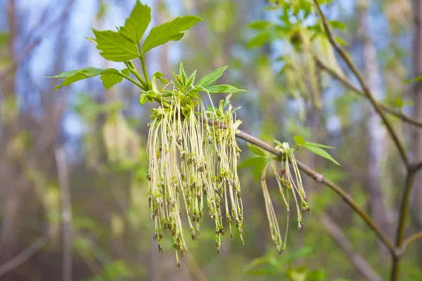 stock image Spring blooming