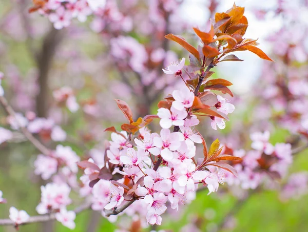 Stock image Beautiful Pink Flower Blossom