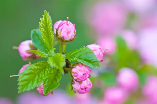 stock image Beautiful Pink Flower Blossom