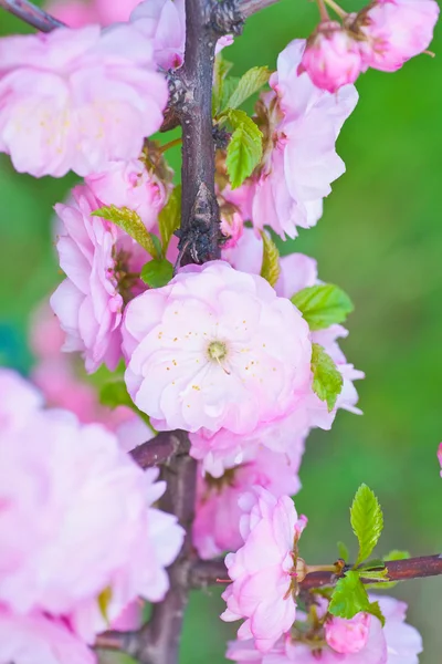 stock image Beautiful Pink Flower Blossom