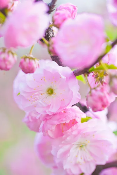 Hermosa flor rosa flor — Foto de Stock