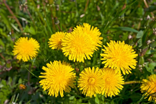 Karahindiba sarı çiçek — Stok fotoğraf