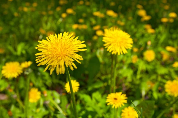 Flores de dente-de-leão amarelas — Fotografia de Stock