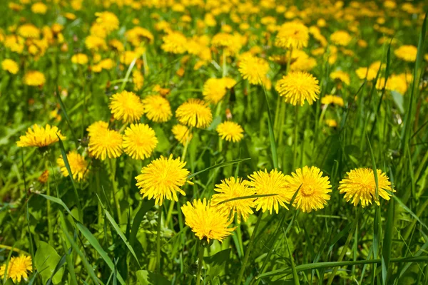 Sárga pitypang virág — Stock Fotó