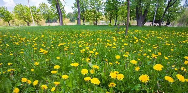 Karahindiba sarı çiçek — Stok fotoğraf
