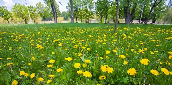 Gelbe Löwenzahnblüten — Stockfoto