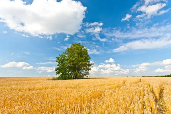 Albero solo nel campo di grano — Foto Stock