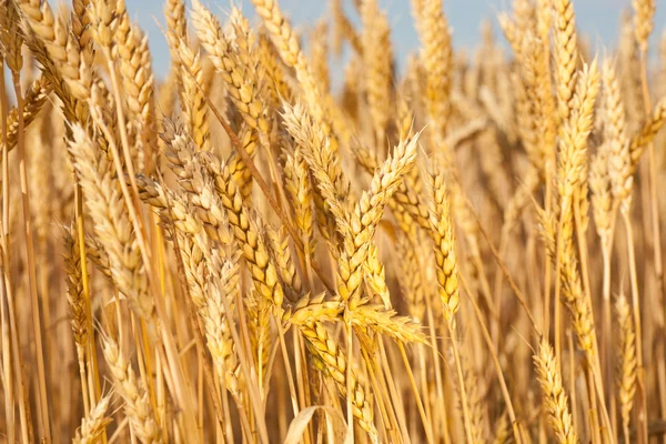 小麦在天空下的金耳朵 — 图库照片