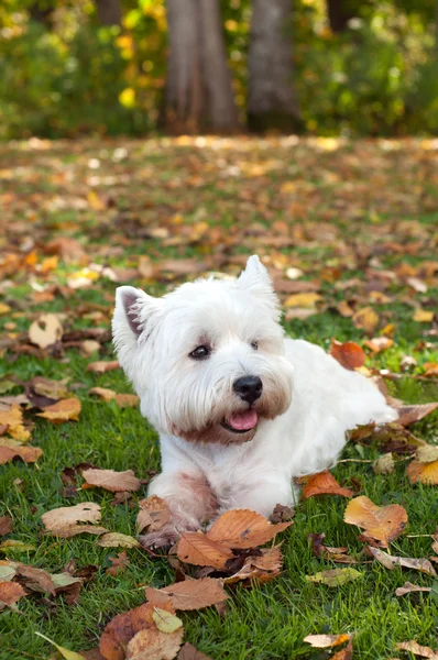 West highland white terrier on the green grass — Stock Photo, Image