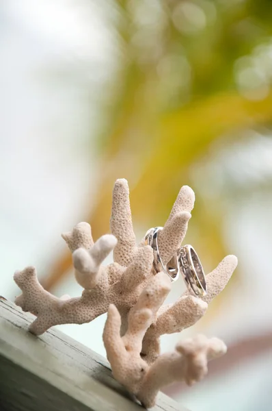 Due fedi nuziali sul corallo di fronte al mare — Foto Stock