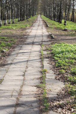 Şehir parkında bahar