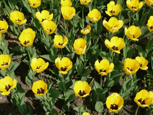 Żółty tulipan w dzień wiosny — Zdjęcie stockowe