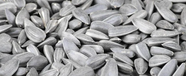 Many of sunflower seeds — Stock Photo, Image