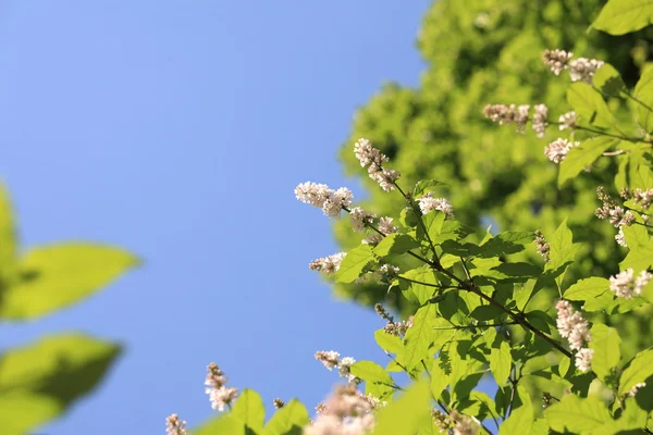 stock image Lilac at spring