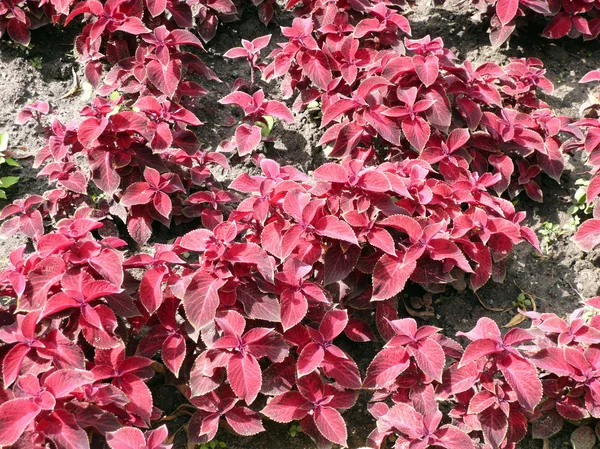 Piros levelek a virágágyásba — Stock Fotó