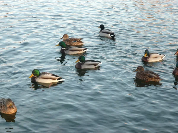 stock image Ducks on water