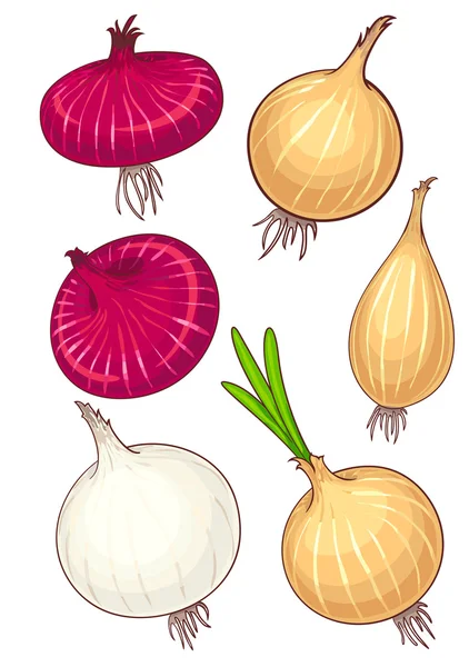 Different Onion — Stock Vector
