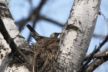 Fieldfare, Turdus pilaris