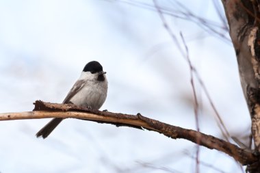 Söğüt baştankara (Parus montanus)